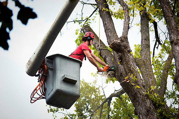 Reliable Georgetown, PA Tree Service Solutions